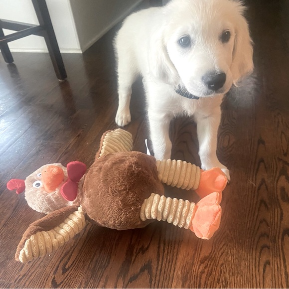 Super Chicken Dog Toys 18” Play, Tug, Toss and Fetch - Picture 2 of 12
